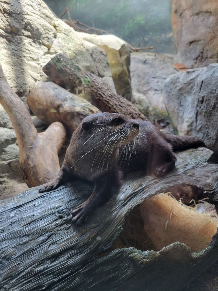 Otter Houston